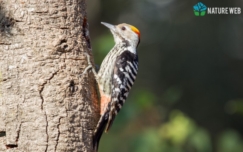 Tree-clinging Birds